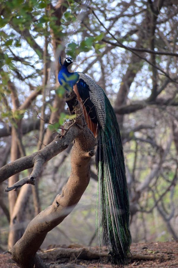 The Postcard Gir Wildlife Sanctuary Hotel Sasan Gir Exterior foto